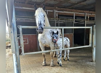 Noriker, Mare, 10 years, 15,2 hh, Leopard-Piebald