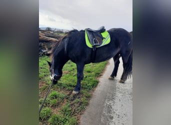 Noriker, Mare, 10 years, 16 hh, Black