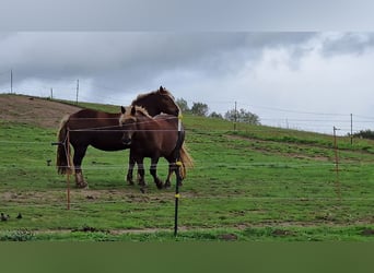 Noriker, Mare, 10 years, 16 hh, Chestnut