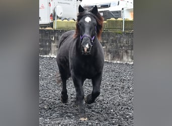 Noriker, Mare, 11 years, 15,1 hh