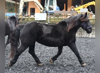 Noriker, Mare, 11 years, 15,1 hh