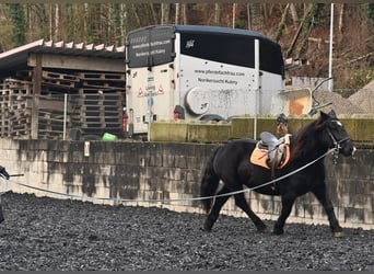 Noriker, Mare, 11 years, 15,1 hh