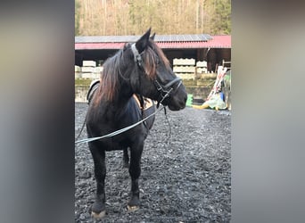 Noriker, Mare, 11 years, 15,1 hh