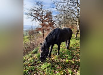 Noriker, Mare, 11 years, 15,2 hh, Black