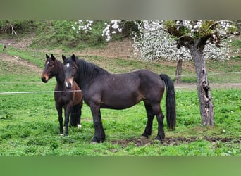 Noriker, Mare, 11 years, 15,3 hh, Smoky-Black