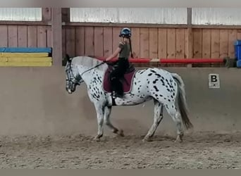 Noriker, Mare, 11 years, 15,2 hh