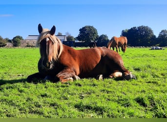 Noriker, Mare, 11 years, 15,2 hh, Chestnut-Red