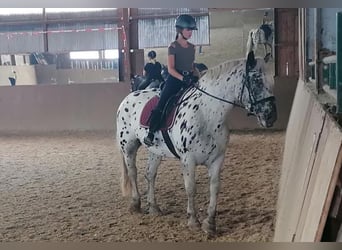 Noriker, Mare, 11 years, 15,2 hh, Leopard-Piebald