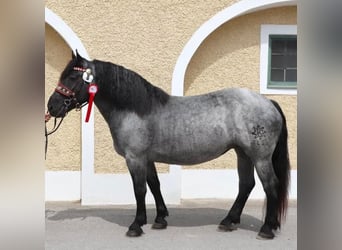 Noriker, Mare, 11 years Noriker, Mare, 11 years