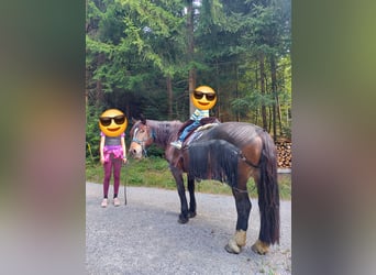 Noriker, Mare, 12 years, 15 hh, Brown