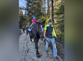 Noriker, Mare, 12 years, 15,2 hh, Black