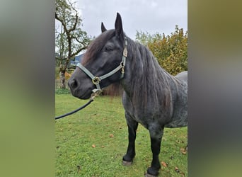 Noriker, Mare, 12 years, 16 hh