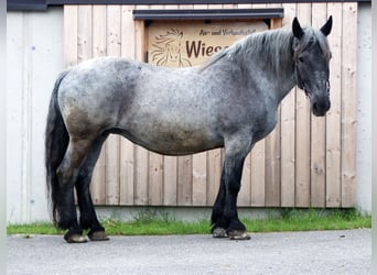 Noriker, Mare, 13 years, 15.2 hh, Gray-Blue-Tan