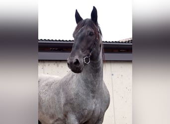 Noriker, Mare, 13 years, 15.2 hh, Gray-Blue-Tan