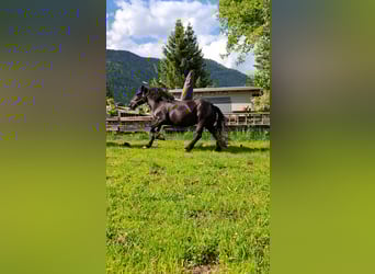 Noriker, Mare, 13 years, 15,2 hh, Black