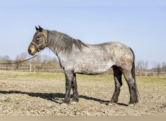 Noriker, Mare, 13 years, 16.1 hh, Grey-Blue-Tan
