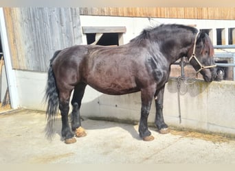 Noriker, Mare, 13 years, 16 hh, Black