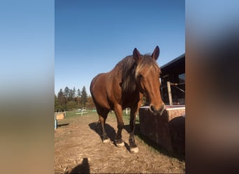 Noriker, Mare, 14 years, 15.2 hh, Brown Noriker, Mare, 14 years, 15.2 hh, Brown