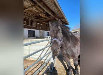 Noriker Mix, Mare, 14 years, 15 hh, Grey-Dark-Tan