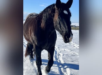 Noriker, Mare, 14 years, 16 hh, Black