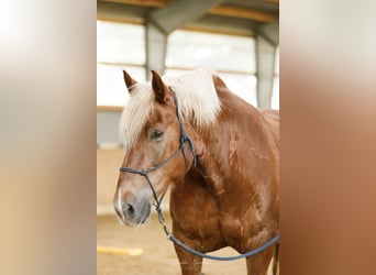 Noriker, Mare, 14 years, 16 hh, Chestnut