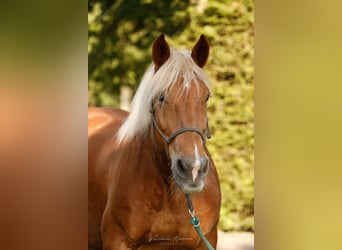 Noriker, Mare, 14 years, 16 hh, Chestnut