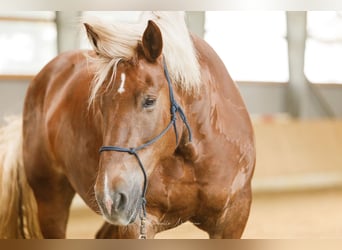 Noriker, Mare, 14 years, 16 hh, Chestnut