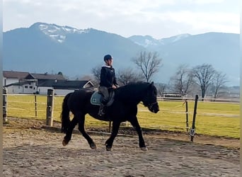 Noriker, Mare, 15 years, 16 hh, Black