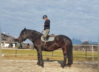 Noriker, Mare, 15 years, 16 hh, Black