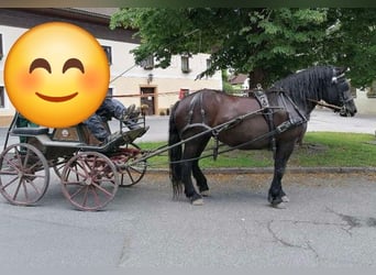 Noriker, Mare, 15 years, 16 hh, Black