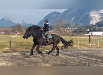 Noriker, Mare, 15 years, 16 hh, Black