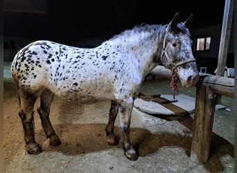 Noriker, Mare, 15 years, Leopard-Piebald