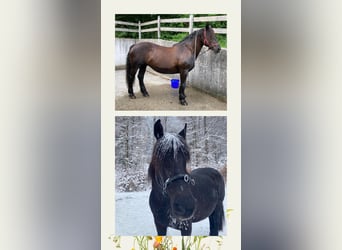 Noriker, Mare, 16 years, 15,2 hh, Black