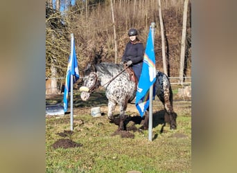 Noriker, Mare, 16 years, 15,3 hh, Leopard-Piebald