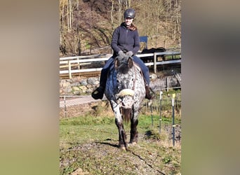 Noriker, Mare, 16 years, 15,3 hh, Leopard-Piebald