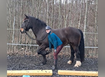 Noriker, Mare, 16 years, 15,2 hh, Bay-Dark