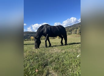 Noriker, Mare, 16 years, 16.1 hh, Black