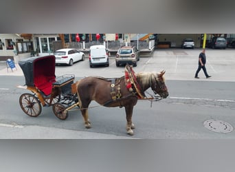 Noriker, Stute, 16 Jahre, 16 hh, Fuchs