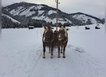 Noriker, Mare, 16 years, 16 hh, Chestnut-Red