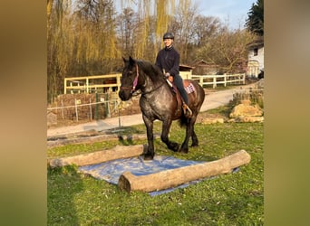 Noriker, Mare, 17 years, 15.1 hh, Roan-Blue