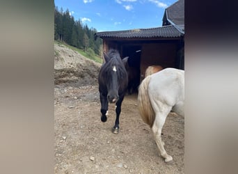 Noriker Mix, Mare, 18 years, 14.2 hh, Black