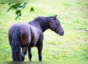 Noriker Mix, Mare, 18 years, 14.2 hh, Black