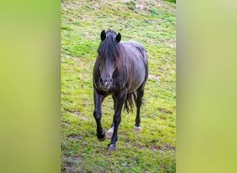 Noriker Mix, Mare, 18 years, 14.2 hh, Black