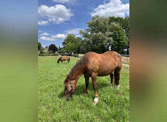 Noriker, Mare, 18 years, 16 hh, Chestnut-Red
