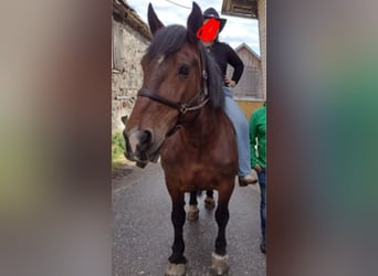 Noriker, Mare, 19 years, 15.2 hh, Brown