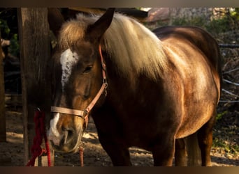 Noriker, Mare, 19 years, 15,3 hh, Chestnut-Red