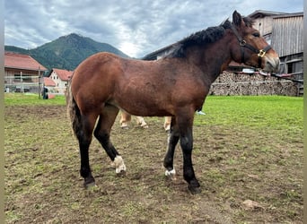 Noriker, Mare, 1 year, 13,2 hh, Brown