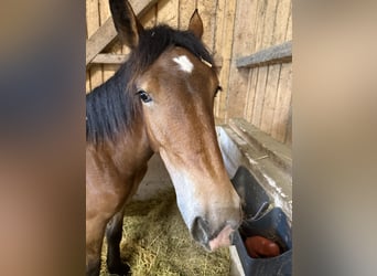 Noriker, Mare, 1 year, 14.2 hh, Brown