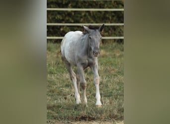 Noriker, Mare, 1 year, 15,2 hh, Leopard-Piebald