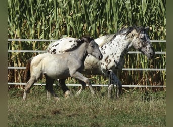 Noriker, Mare, 1 year, 15,2 hh, Leopard-Piebald